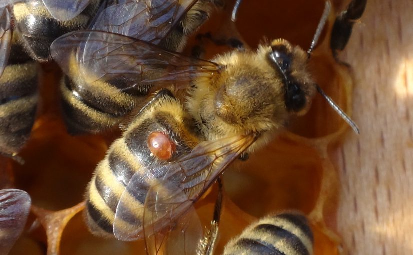 Varroa-Rest-Behandlung